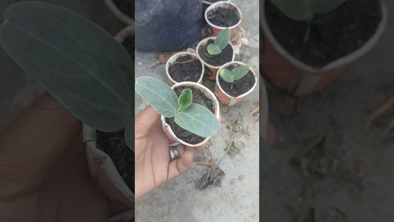 Tea cup m seeds grow kry bhut he aasani sy 🌱🌱 /  How to grow seeds in tea cup 🌱🌱#grow #seeds #garden