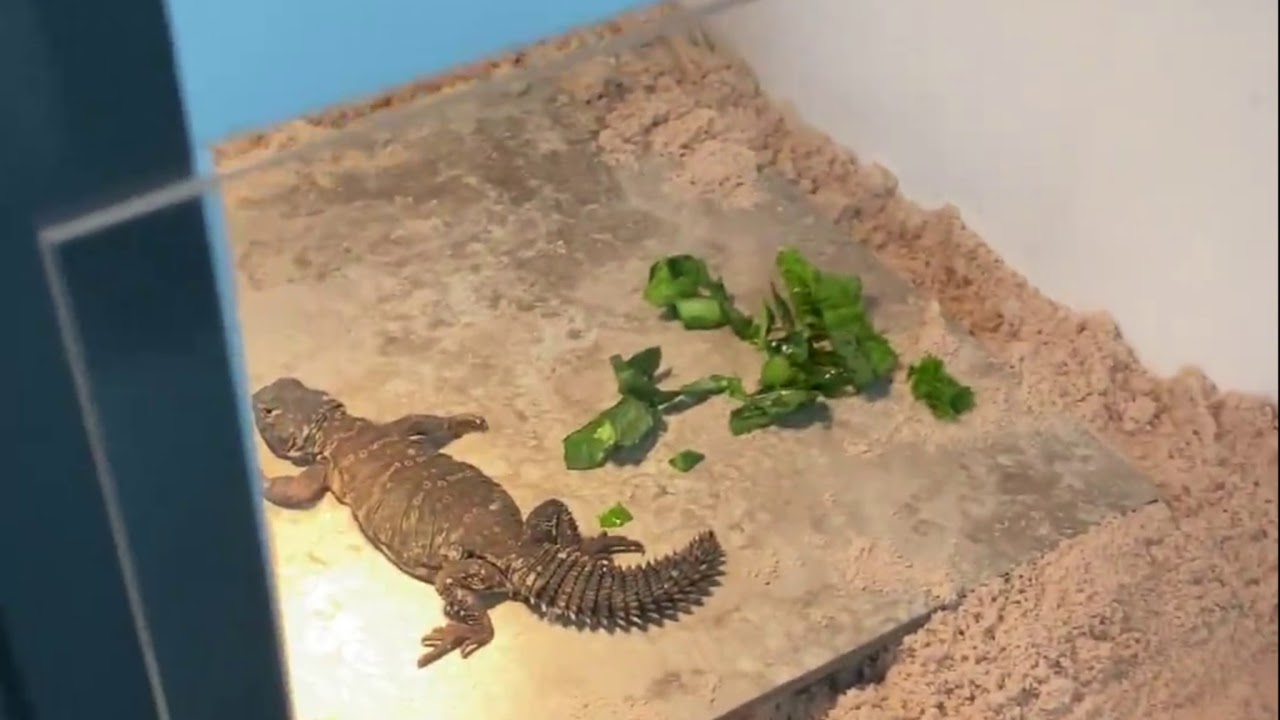 Unboxing orange banded Uromastyx (Uromastyx dispar flavifasciata)