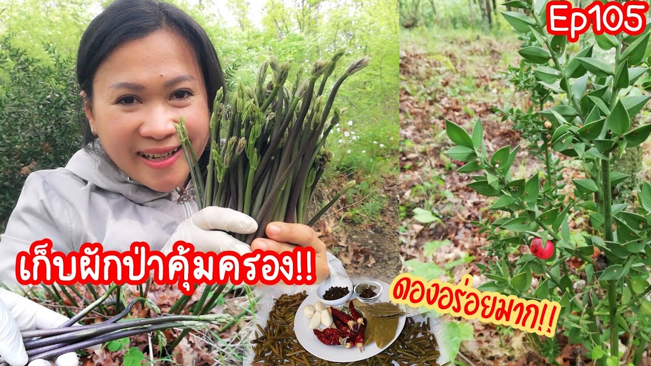 เก็บ​ผักป่าโบราณ​และหายาก!! เอามาดองอร่อยที่สุด!!