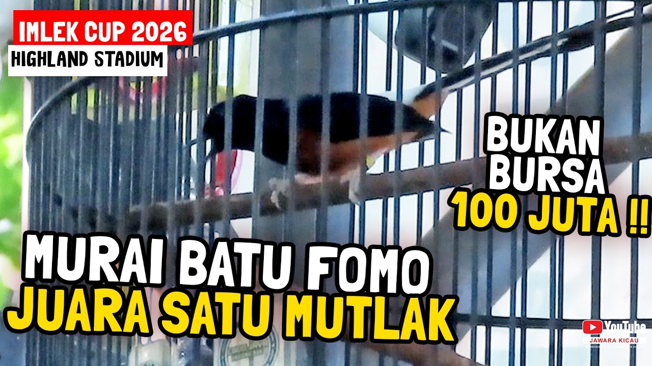 BUKAN BURSA 100 JUTA‼️MEWAH AKSI MURAI BATU FOMO 😱 Buang Lagu, DURASI kerja Sampai 15 menit full 🔥
