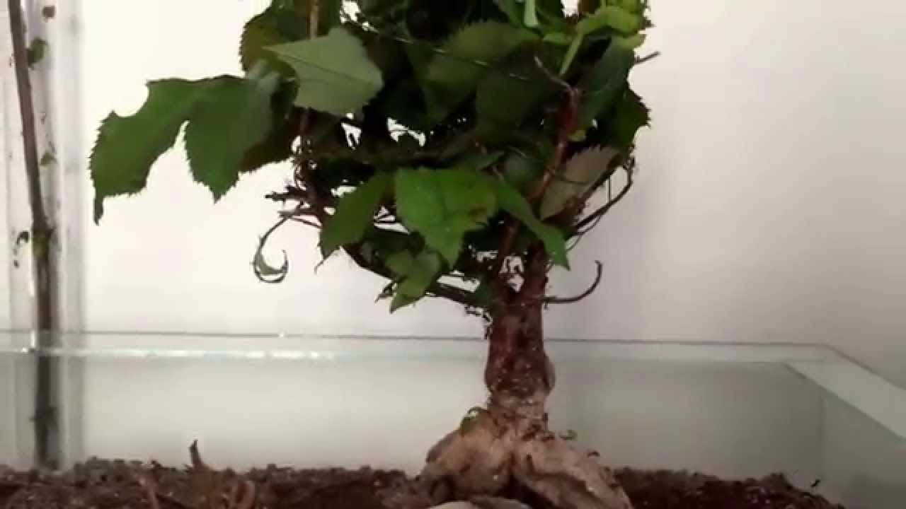 Atta Cephalotes (highend leafarea)