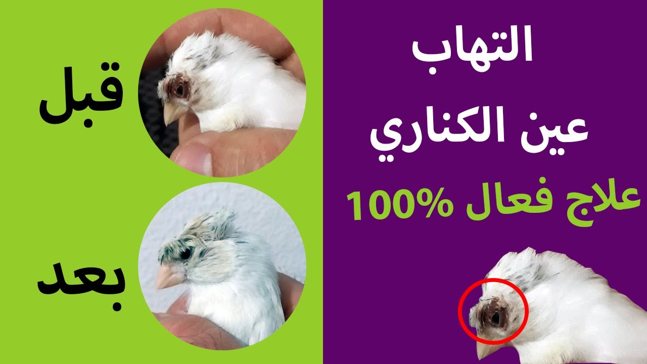 فعال 100%- علاج التهاب العين عند الكناري