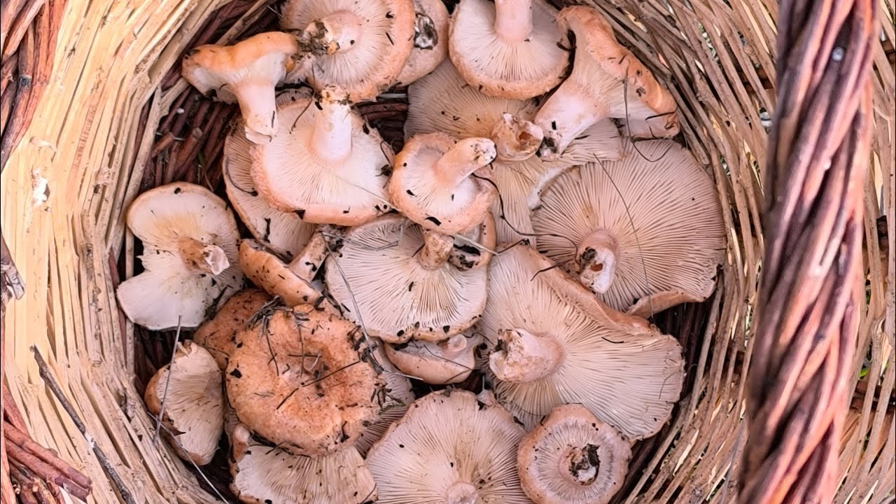 Lactarius Tesquorum, il LATTARIO del cisto.  [GENNAIO 2026]