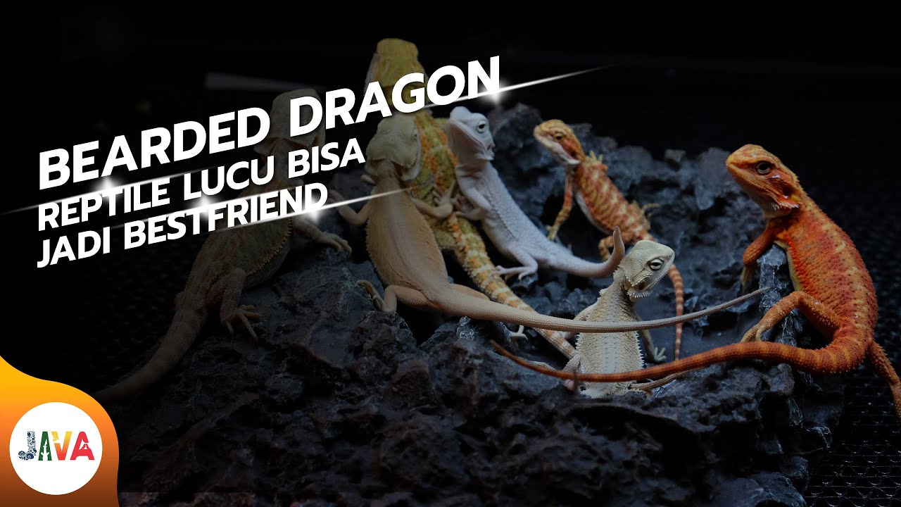 BEARDED DRAGON REPTILE LUCU MUDAH PERAWATANNYA