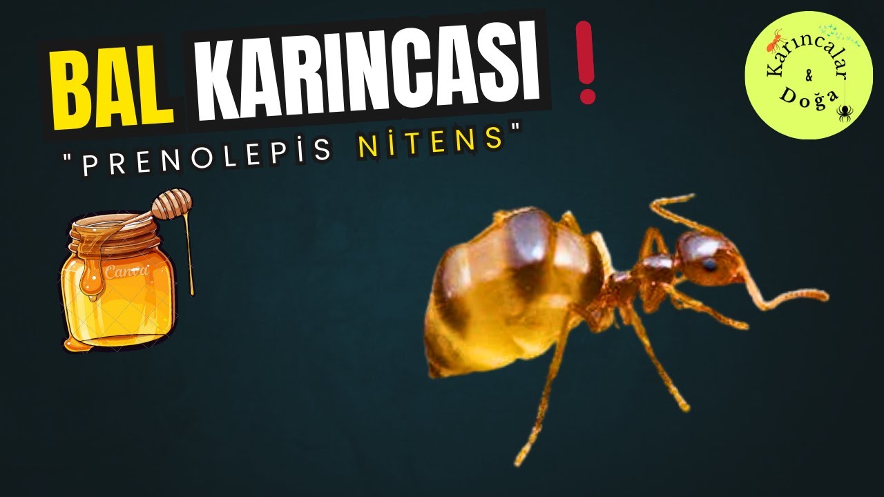 BAL GİBİ KARINCA!! Prenolepis Nitens tanıtımı ve Genel koloni kontrolü bakımı. #karıncalar