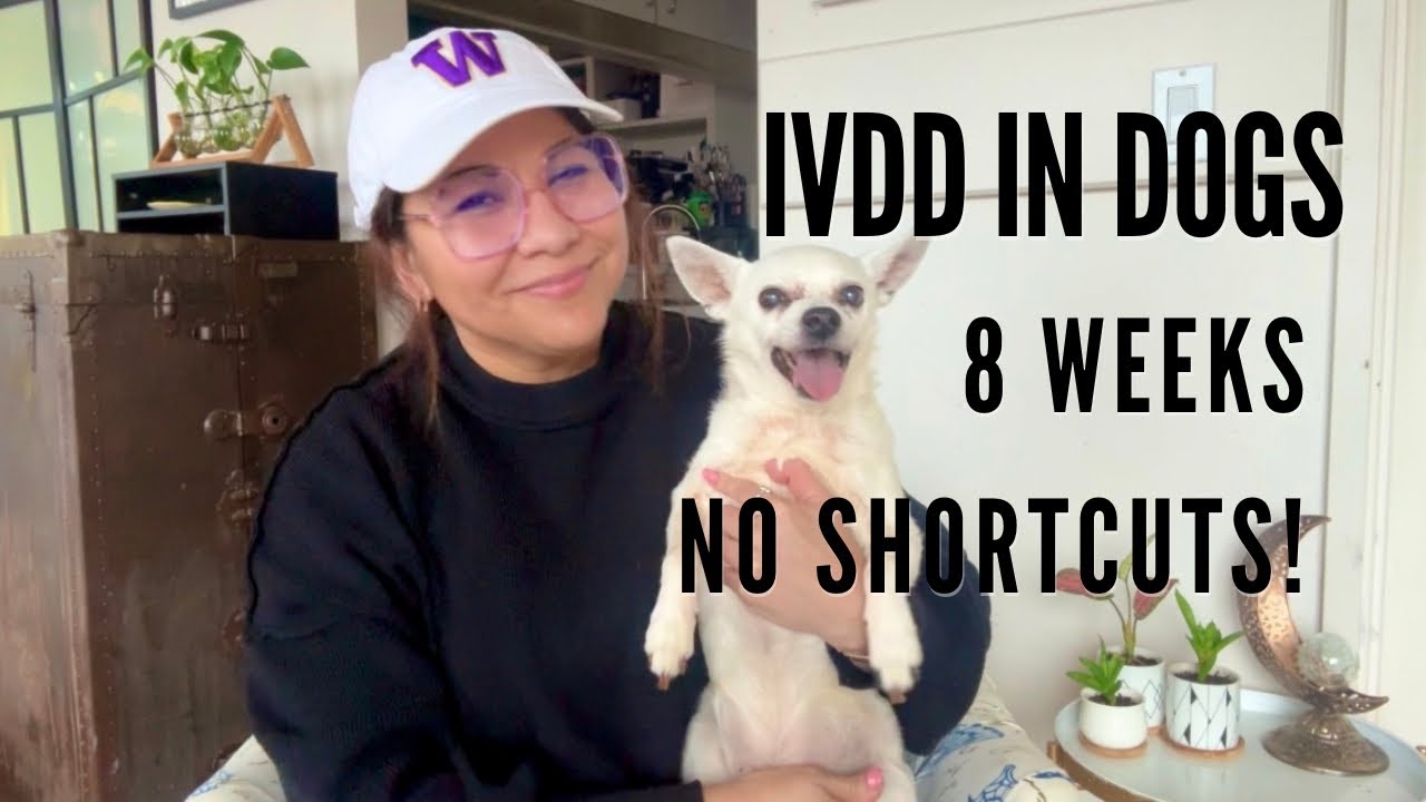 IVDD in Dogs: The 8 Week Crate Rest Rule | What I Learned During Conservative Treatment