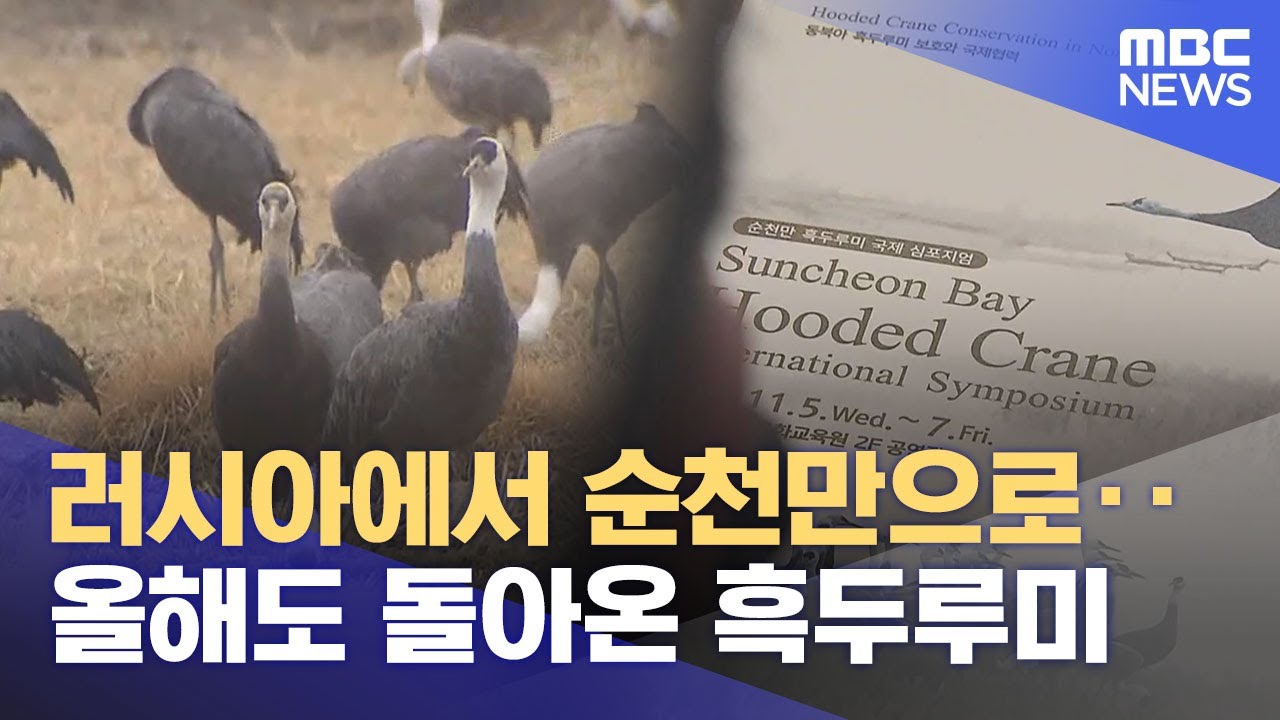 순천만 흑두루미 월동‥ 행동연구·국제협력 본격화 (2025.11.05/뉴스데스크/여수MBC)