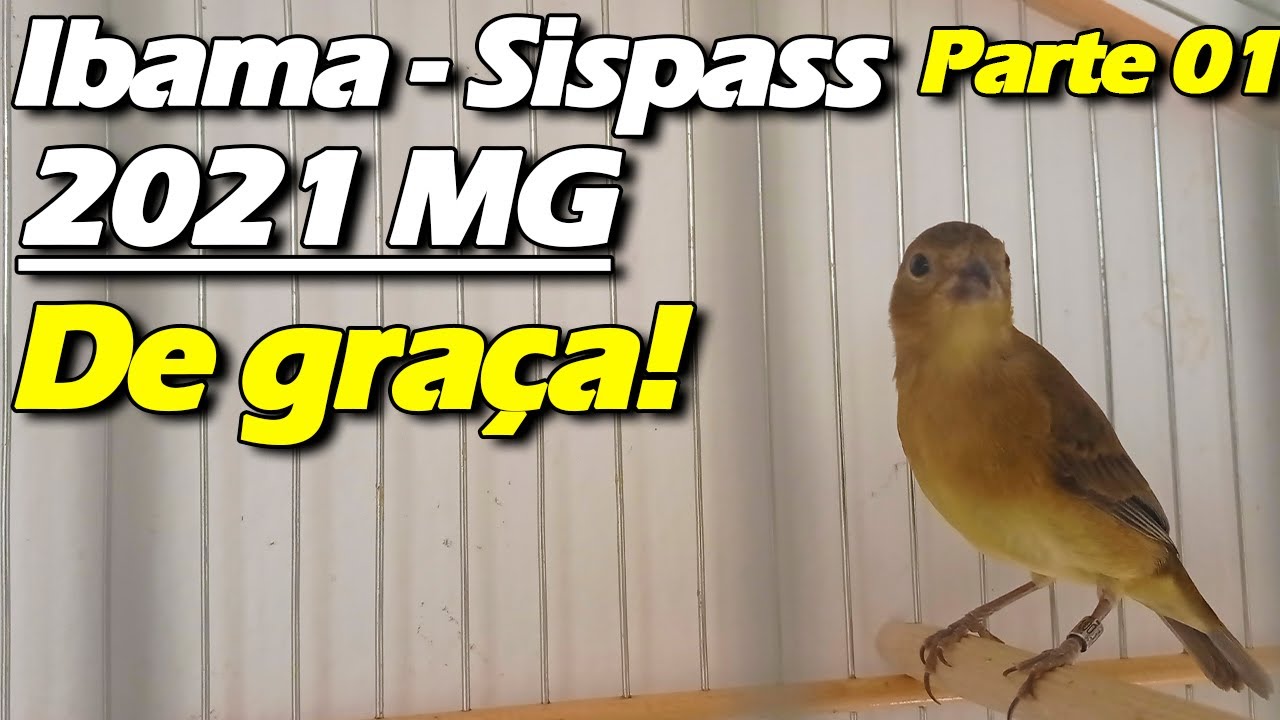 FAZER CADASTRO IBAMA SISPASS MINAS GERAIS MG DE GRAÇA - PARTE 1