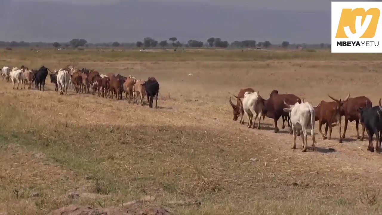 KIINI CHA MIGOGORO YA WAKULIMA NA WAFUGAJI MBARALI HIKI HAPA