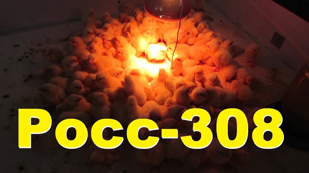 Бройлер Росс - 308 Содержание, питание и потери со 2 по 22  день.