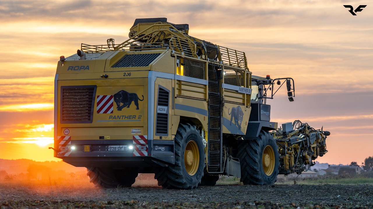 Ropa Panther 2 in Action 🐆 | La Panthera Marchigiana – Sugar Beet Harvest 2025