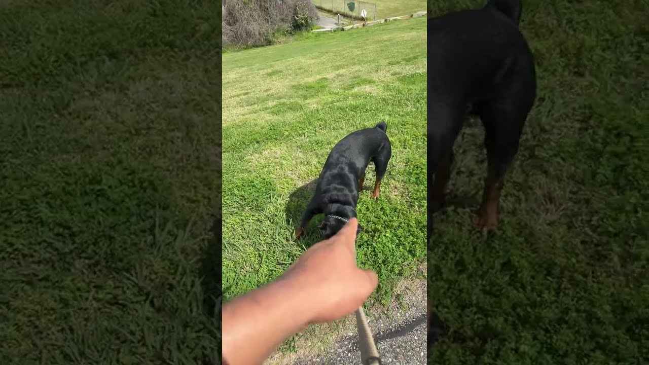 Walking with Rottwiler