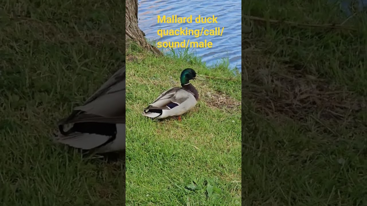 male mallard duck call/sound /quacking #tealduck #shorts