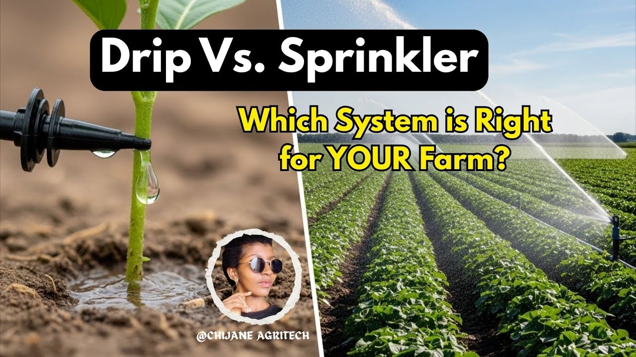 Drip vs. Sprinkler: Which Irrigation System Saves You MORE Money & Water?