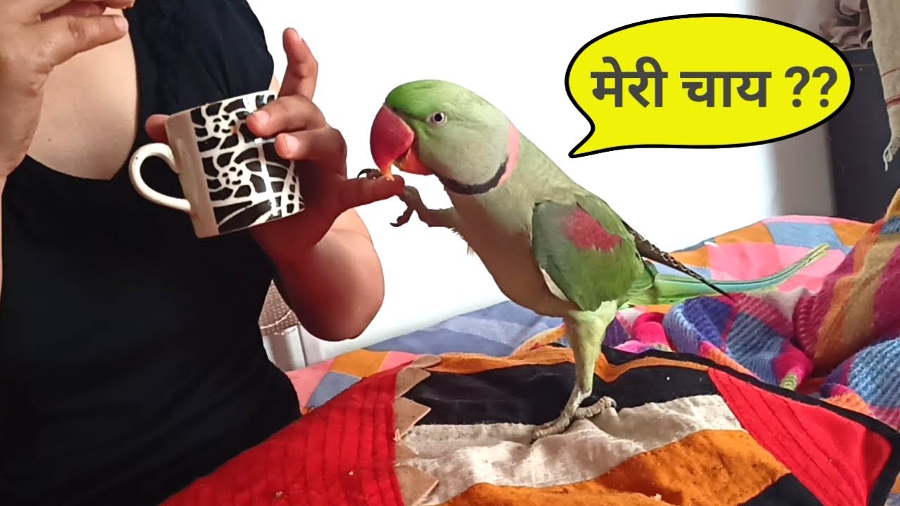 Pablo Parrot enjoying Tea Time with Mummy Papa