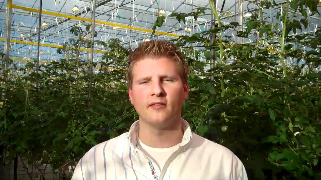 Tomatenzucht