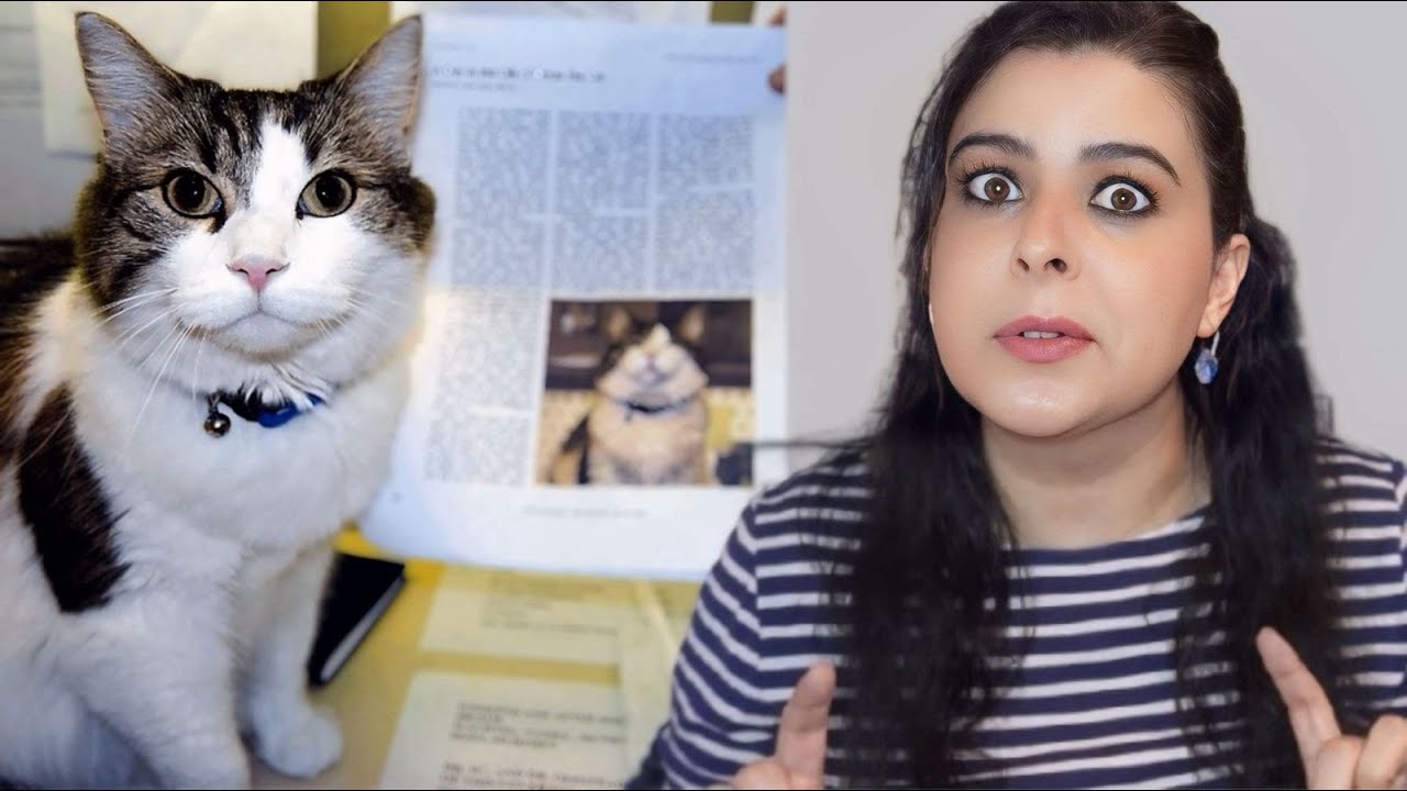 Este gato de hospital entrou no quarto de um paciente e o mundo inteiro ouviu esta história chocante
