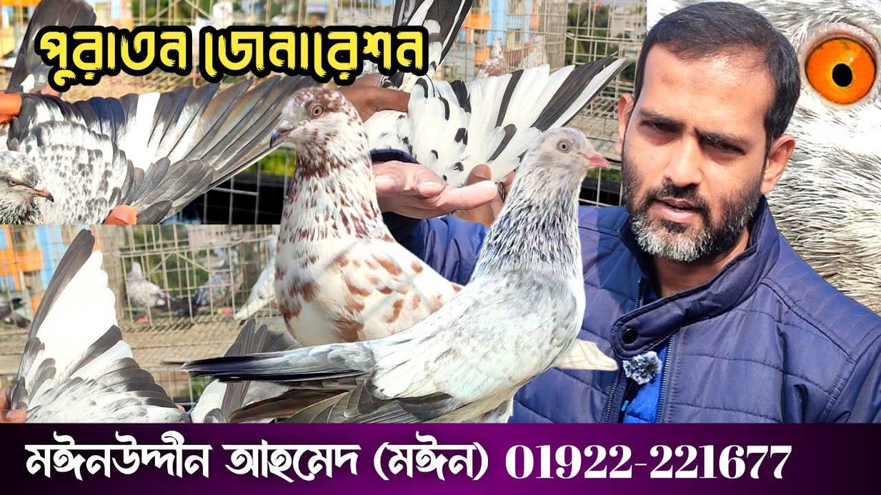 পুরাতন জেনারেশনের কবুতরের কেন এত চাহিদা।। Why more demand for the old generation of pigeon