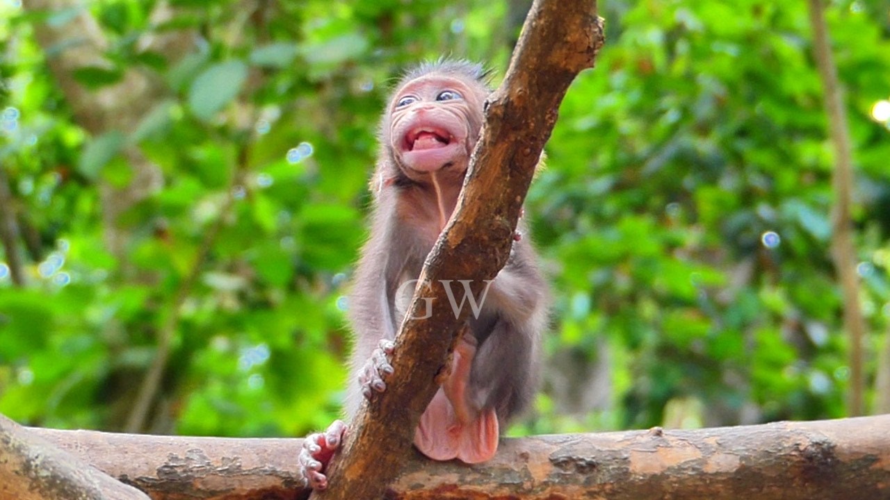 Lovely activities of little monkey baby, Peaceful family monkey | Growth Wildlife