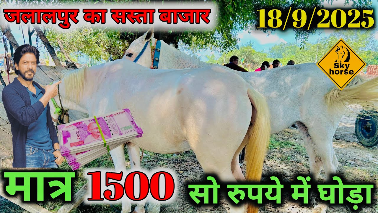 जलालपुर घोड़ा बाज़ार में व्यापारी के कहाँ मात्र 1500 सो रुपये में घोड़ा😱| #jalalpurghodabazar