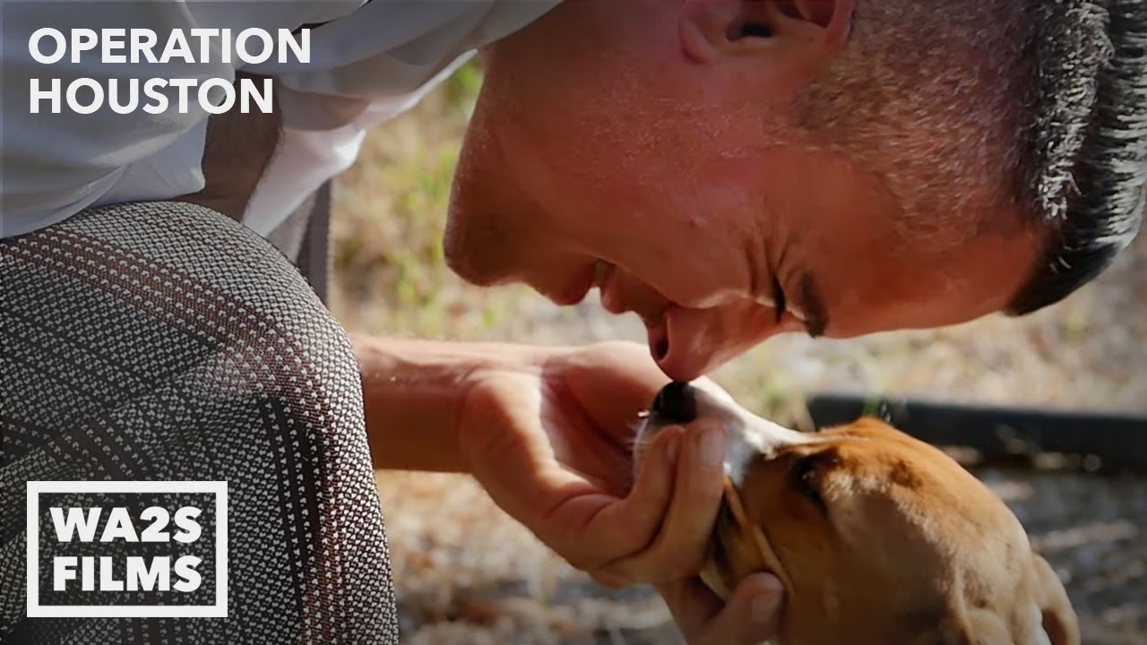 Arthur Yoria Rescues Homeless Flea Ridden Stray Puppy While Filming Music Video