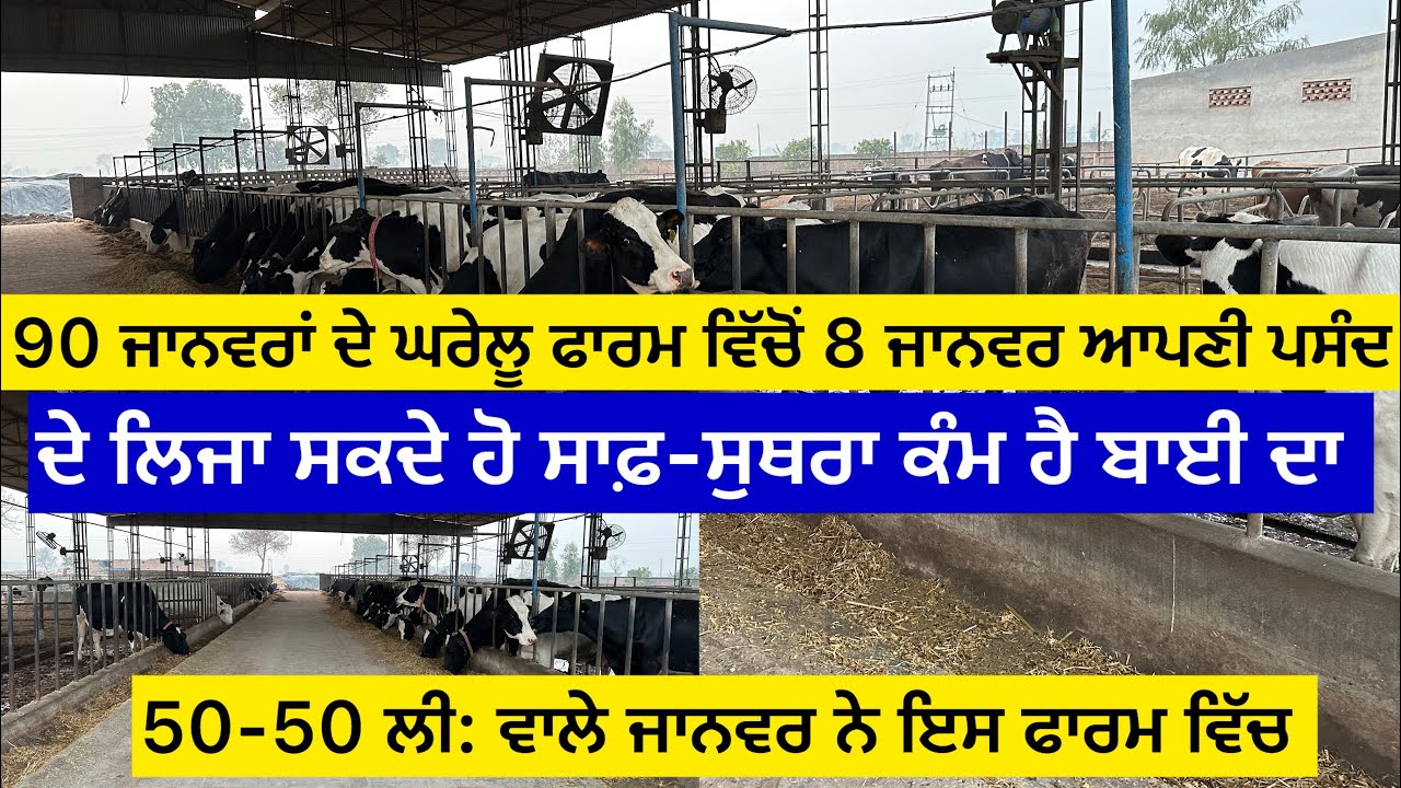 90 ਜਾਨਵਰਾਂ ਦੇ ਘਰੇਲੂ ਫਾਰਮ ਵਿੱਚੋਂ 8 ਜਾਨਵਰ ਆਪਣੀ ਪਸੰਦ ਦੇ ਲੈ ਕੇ ਜਾ ਸਕਦੇ ਹੋ,ਸਾਫ਼-ਸੁਥਰਾ ਕੰਮ ਹੈ ਬਾਈ ਦਾ 50-……