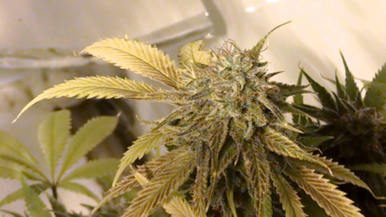Huge frosty buds(lemon OG)