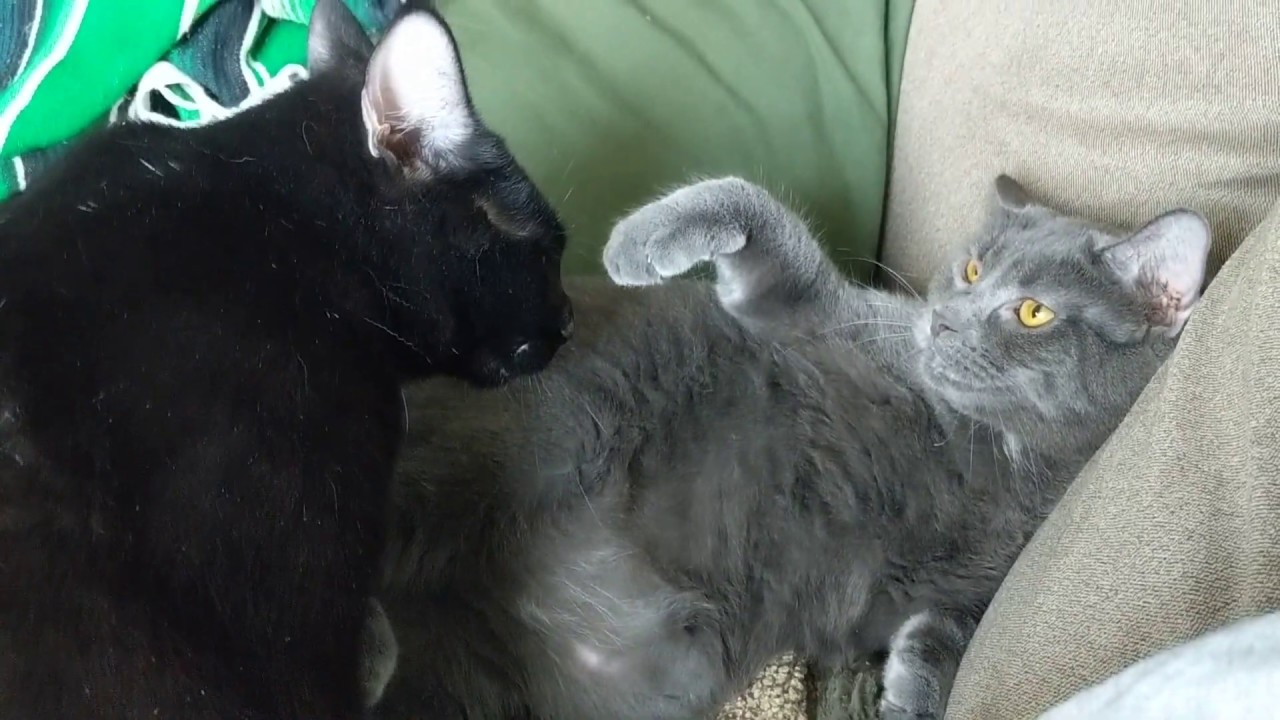 Kittens play fighting, lots of hissing and growling