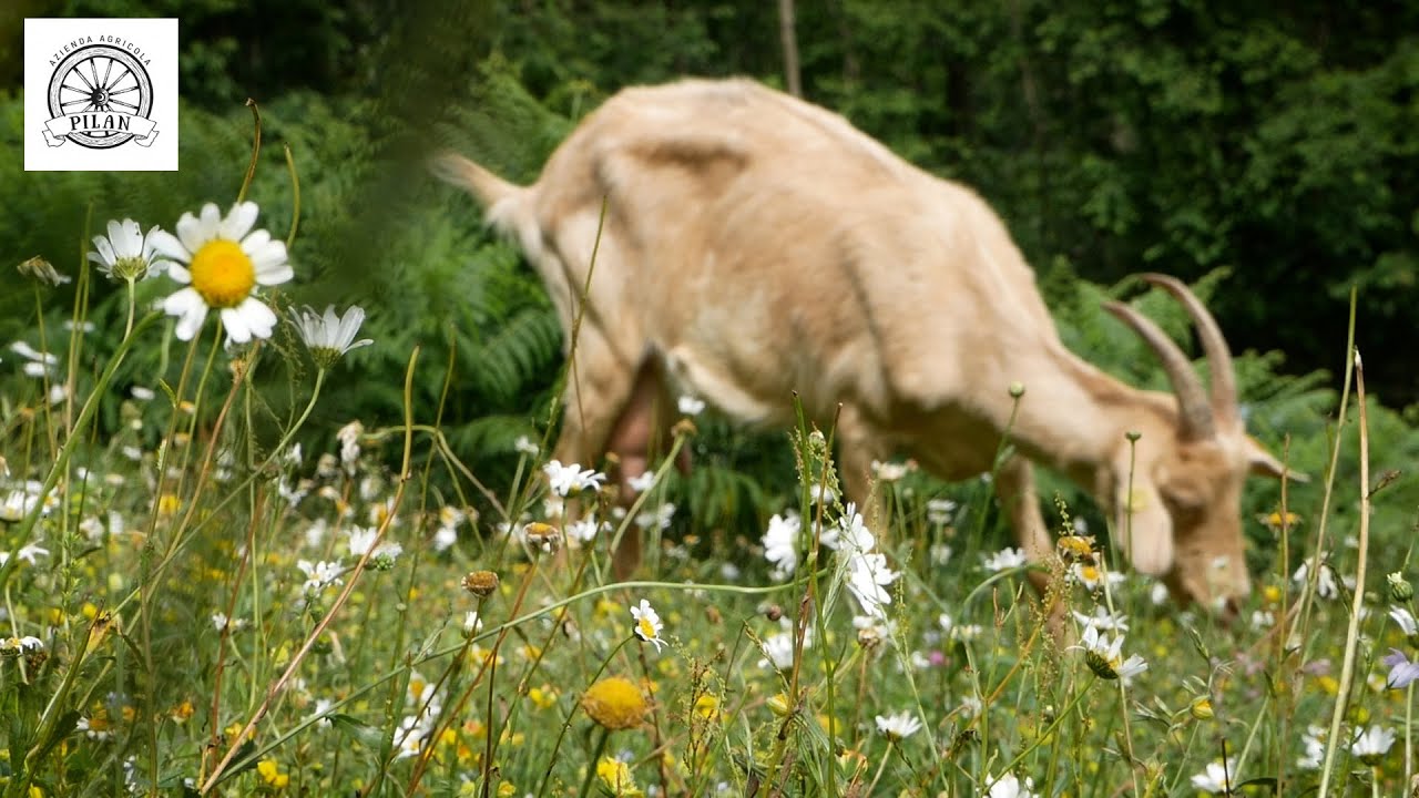 Azienda agricola PILAN: Le nuove generazioni dell'arte del formaggio