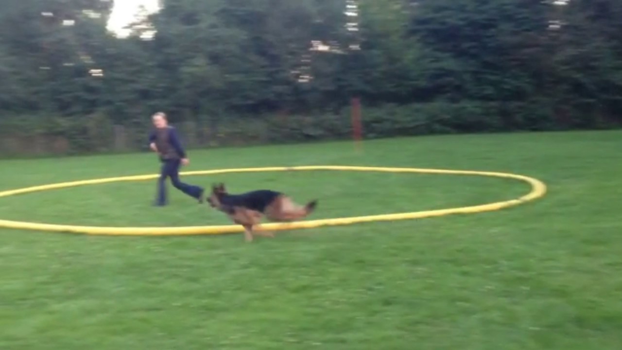 Longobility - Sportliches Longieren mit dem Hund