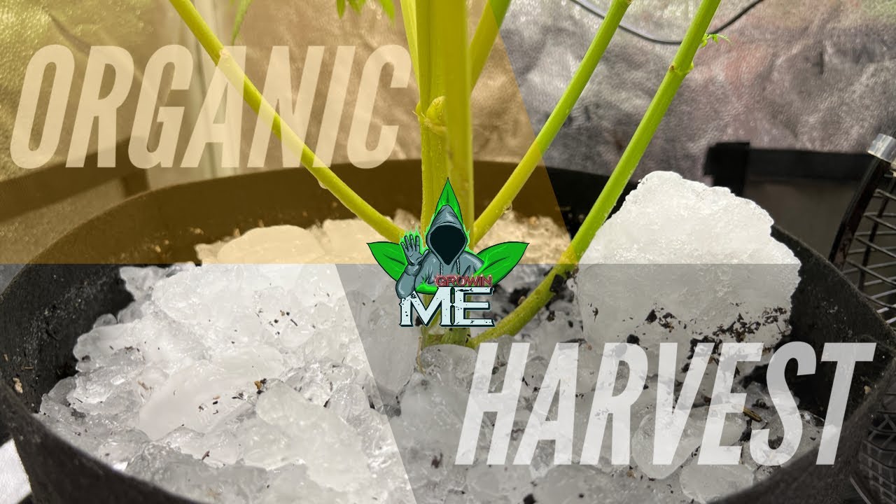 GLUE/BANANA HARVEST