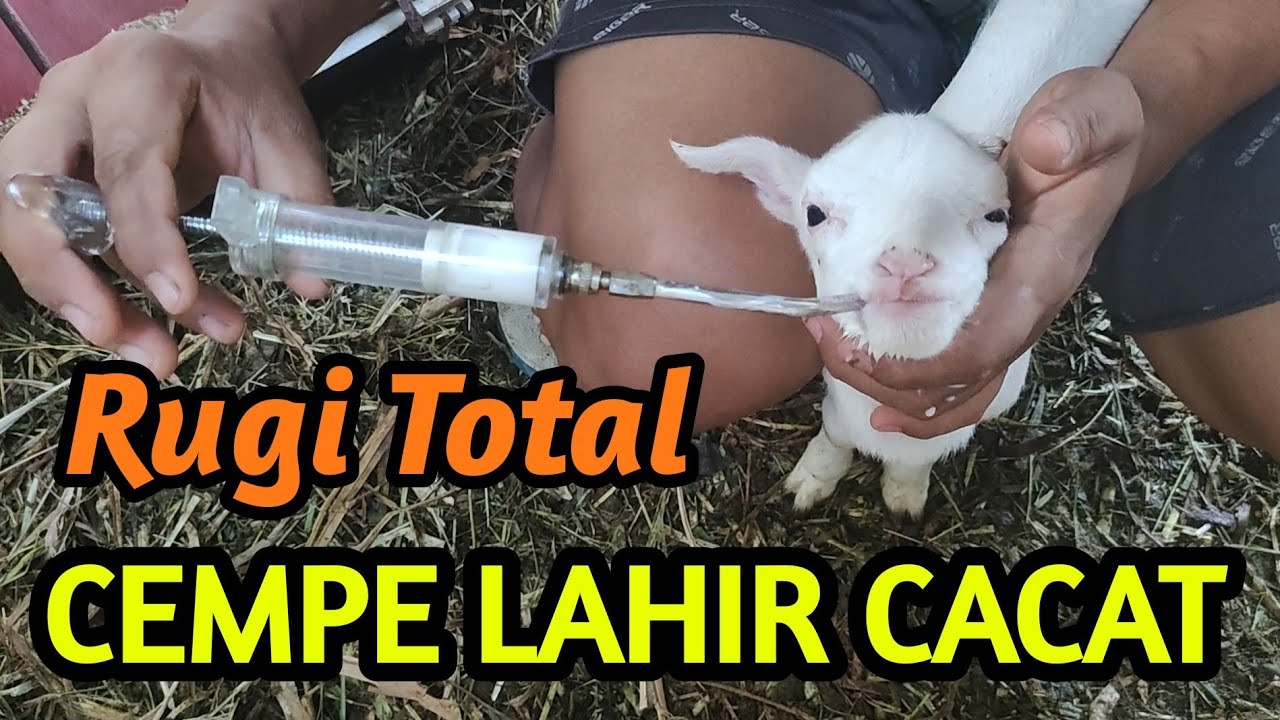 RUGI TOTAL CEMPE LAHIR CACAT !!!! Sebuah pengalaman berharga sebagai peternak domba