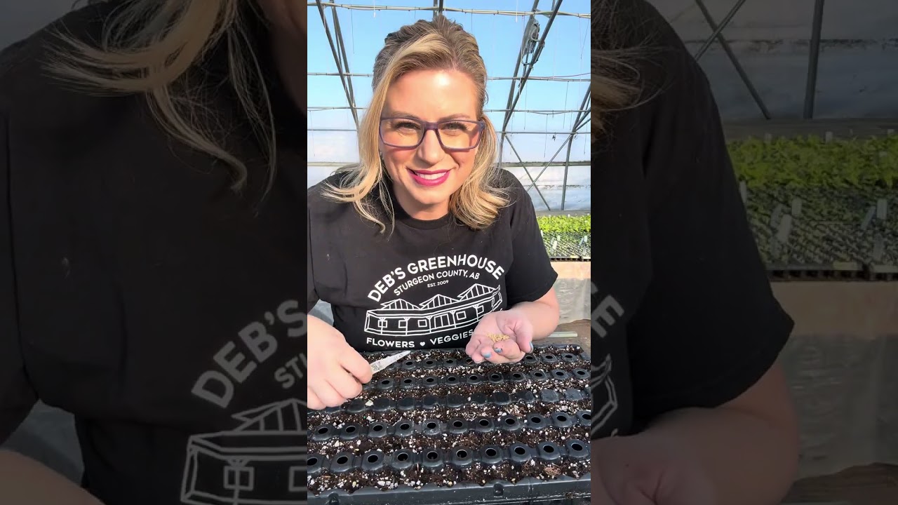 Seeding Peppers - Week 6 