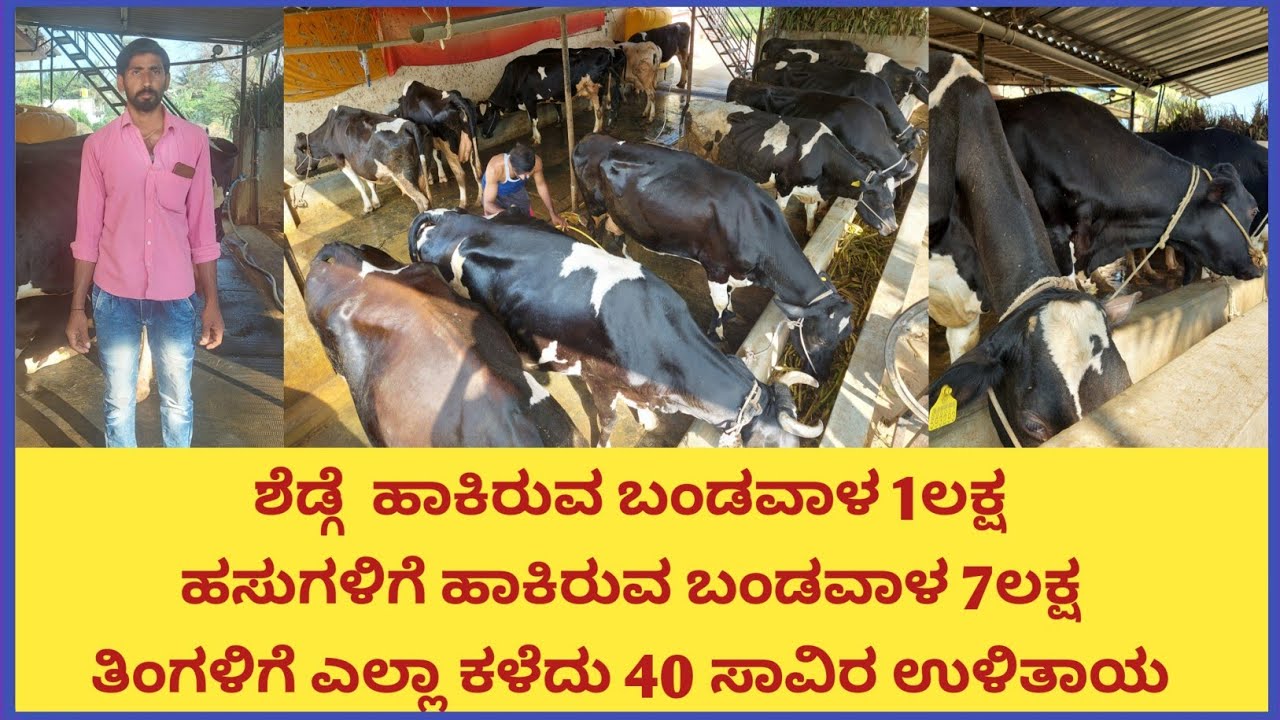 ಮನೆಯ ಮುಂದಿರುವ ಚಿಕ್ಕ ಜಾಗದಲ್ಲಿ 15 ಹಸುಗಳನ್ನು ಸಾಕುತ್ತಿರುವ ಇವರು,ಹೆಚ್ಚೇನು ಖರ್ಚುಮಾಡದೆ ಹೈನುಗಾರಿಕೆಯಲ್ಲಿ ಲಾಭ..