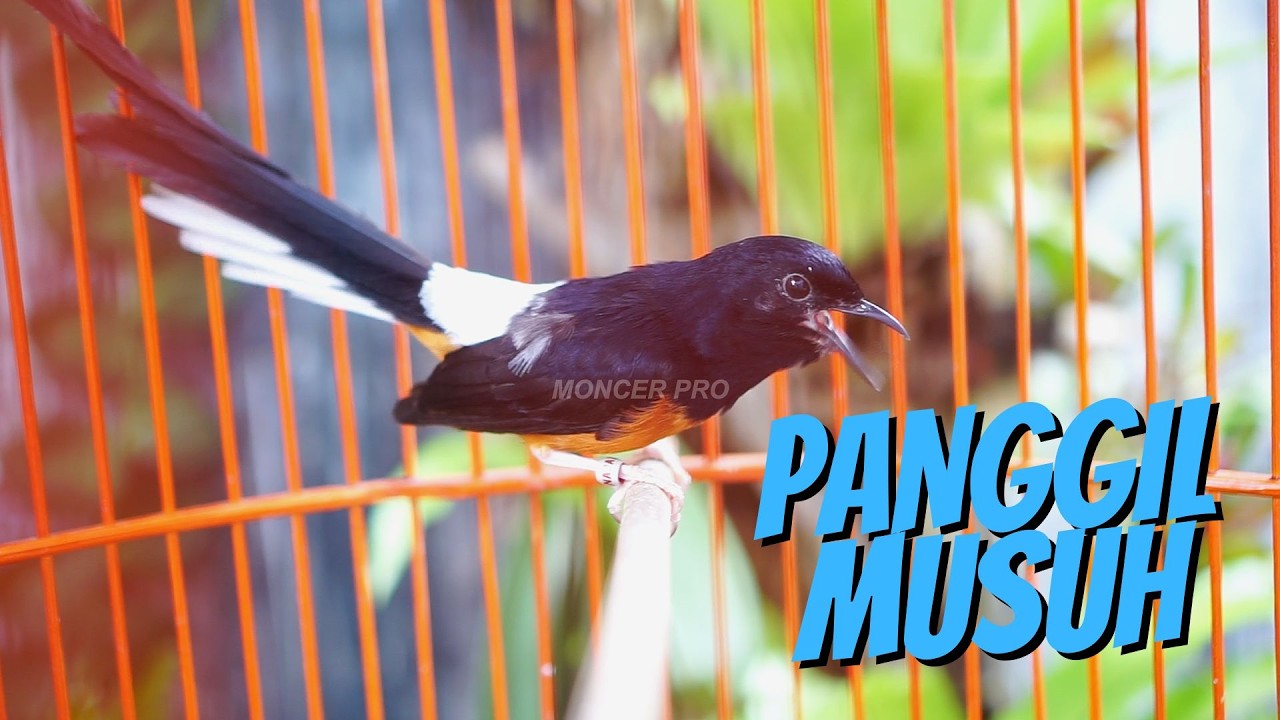 PANCINGAN MURAI BATU GACOR BOCOR EFECTIF BIKIN MURAI MALAS BUNYI DAN BISU JADI GACOR DOR