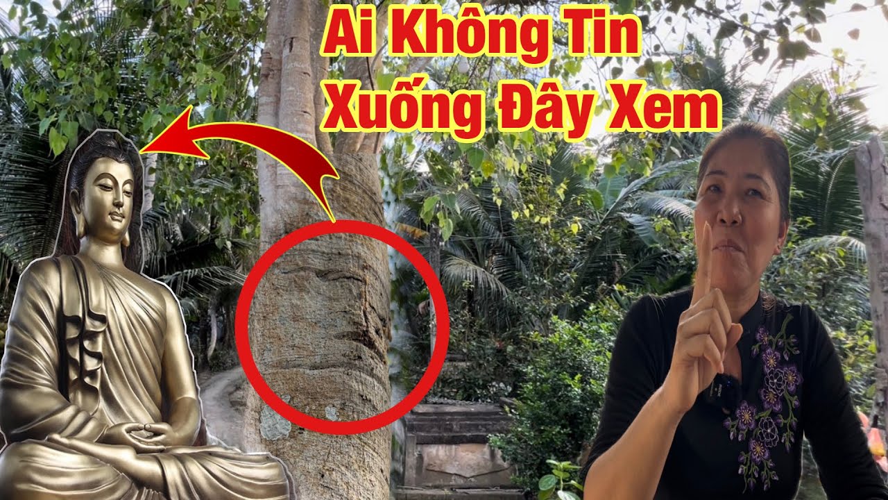 Sự thật về gốc Cây Bồ Đề có hình đầu ông “Phật” khiến nhiều người khắp nơi đổ về xem