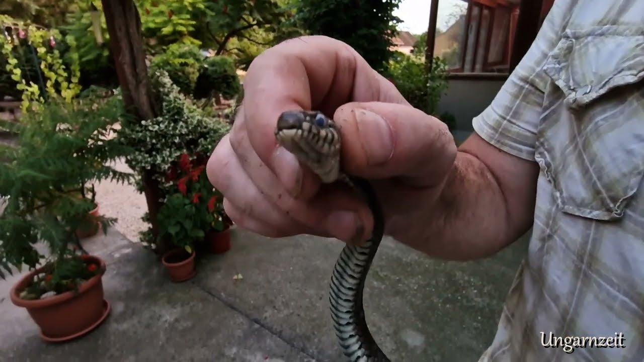 UNGARN RINGELNATTER