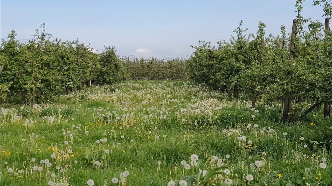 👨🏻‍🌾👨🏻‍🌾Almanya'da tarım yabancı otla mücadele #almanyada#tarım#ziraat #hamburg#garten