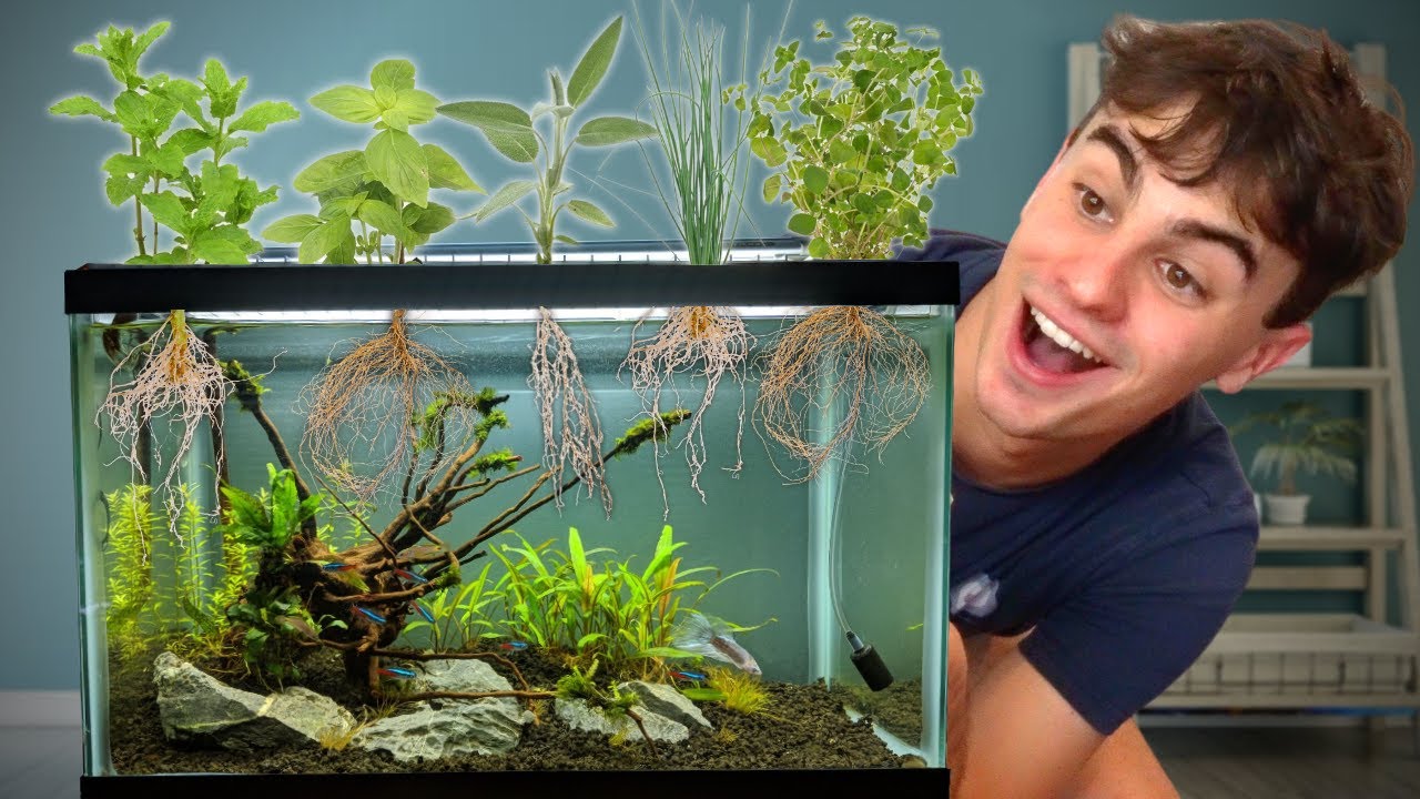 I Made a DIY Herb Garden for My Aquarium!