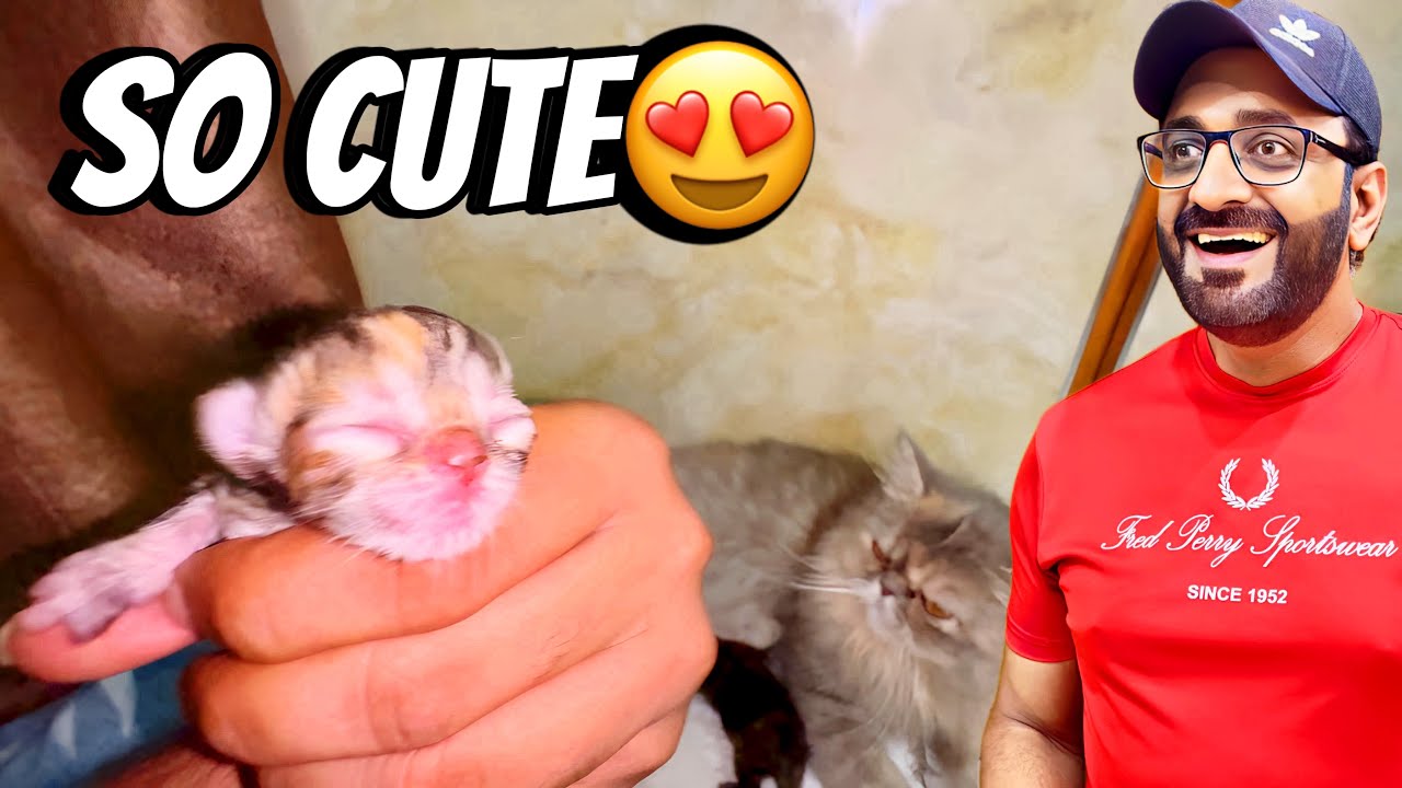 Ma sha Allah 😍 | How to Care for Mama Cat and Kittens | 1 Day Old Persian Kittens