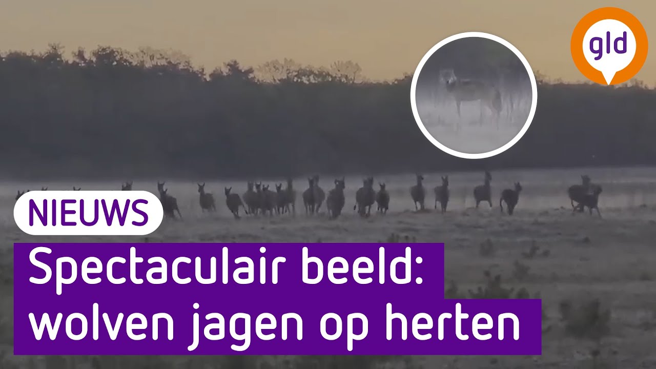 Wolven jagen op roedel herten op de Veluwe