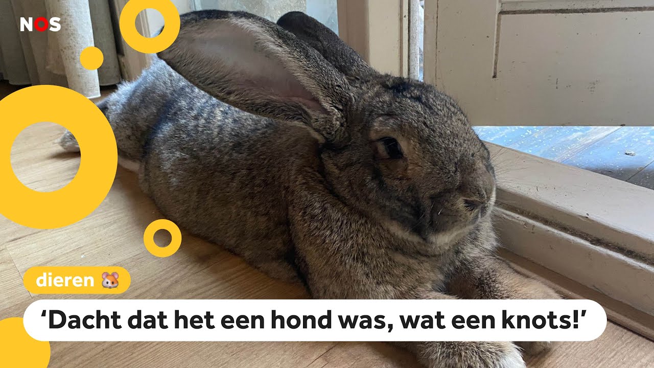 Mega-konijn Guus populair in de buurt én op Instagram 🐰