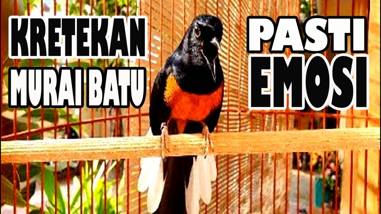 3 menit auto nyaut emosi! KRETEKAN AWAL MURAI BATU sambung suara santai dan ngotot bongkar isian