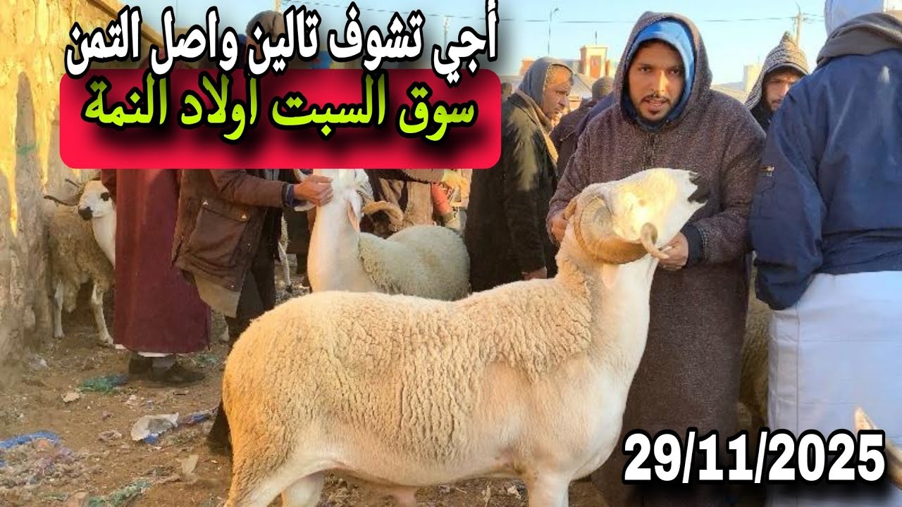 مباشرة من سوق السبت أولاد النمة إقليم الفقيه بن صالح 29/11/25 مع التمن الحولي و النعجة و حولية 🐑🐑🇲🇦