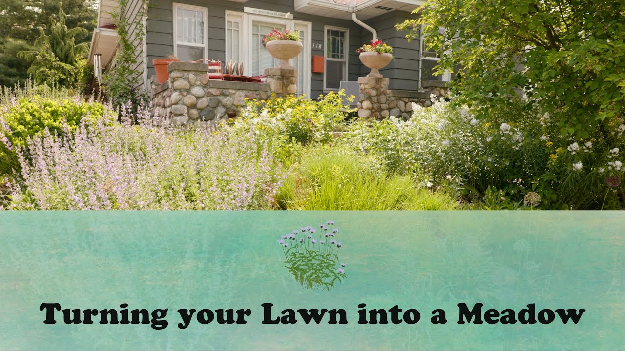 Turning your Lawn into a Meadow | Let's Grow Stuff