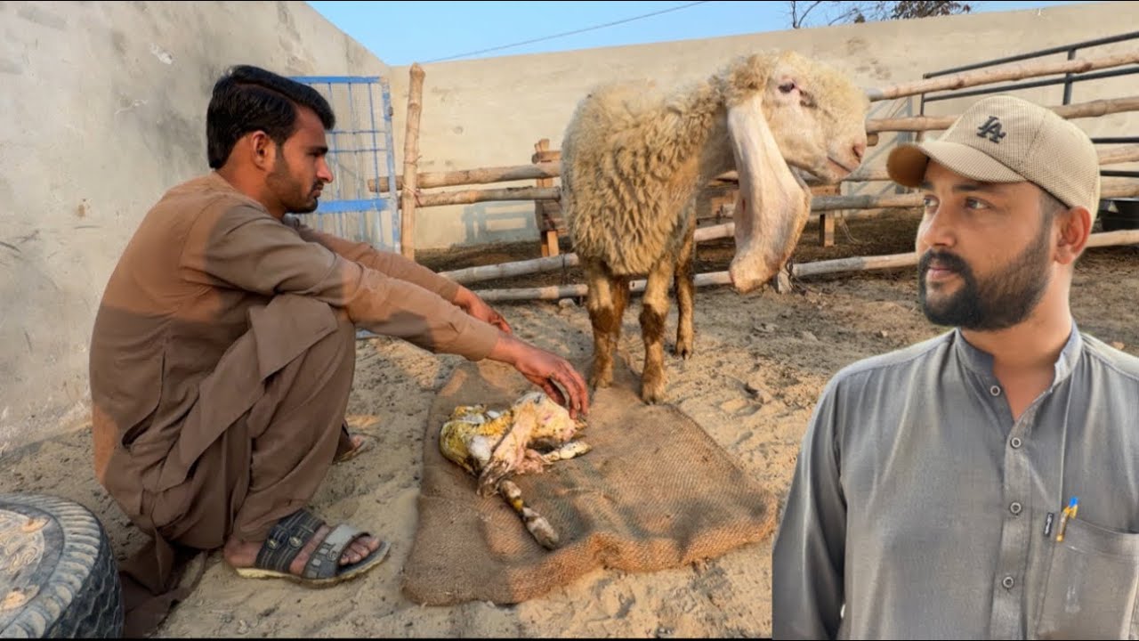 Sheep Pregnant Thi Aur Aaj Achanak Bacha De Diya