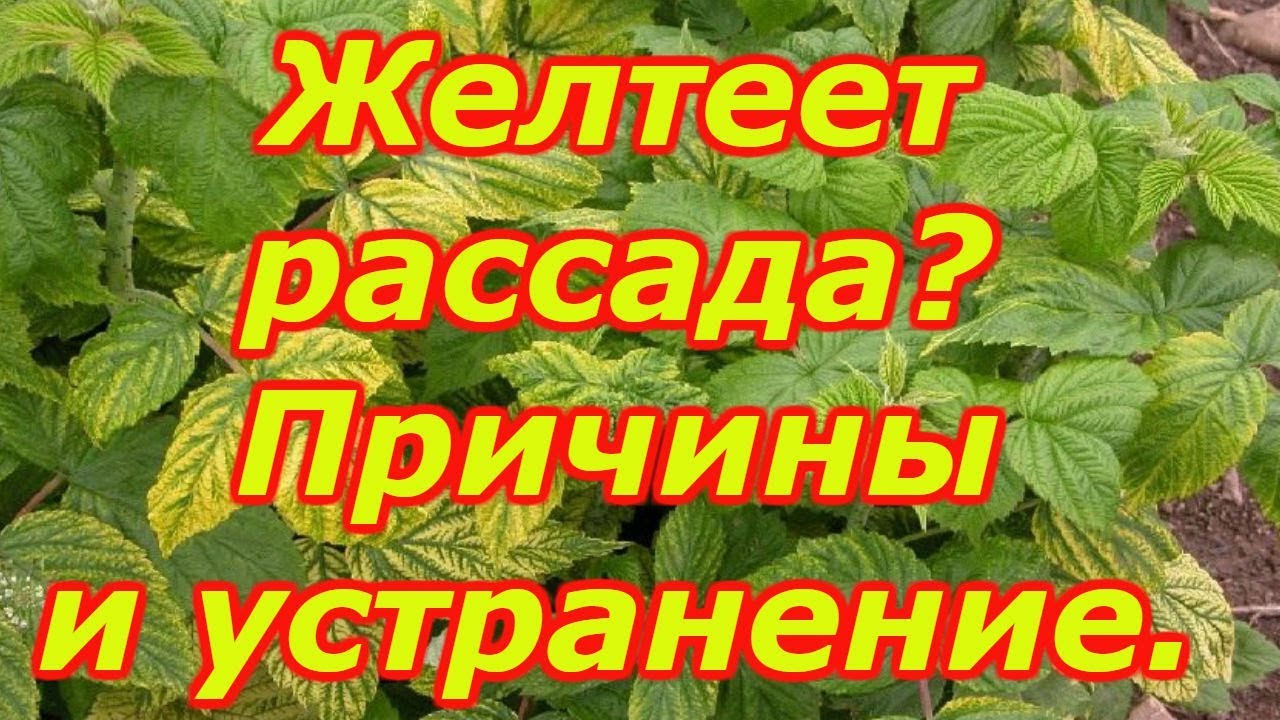 Вот почему у нас рассада всегда зелёная! Что делать, если пожелтела рассада.