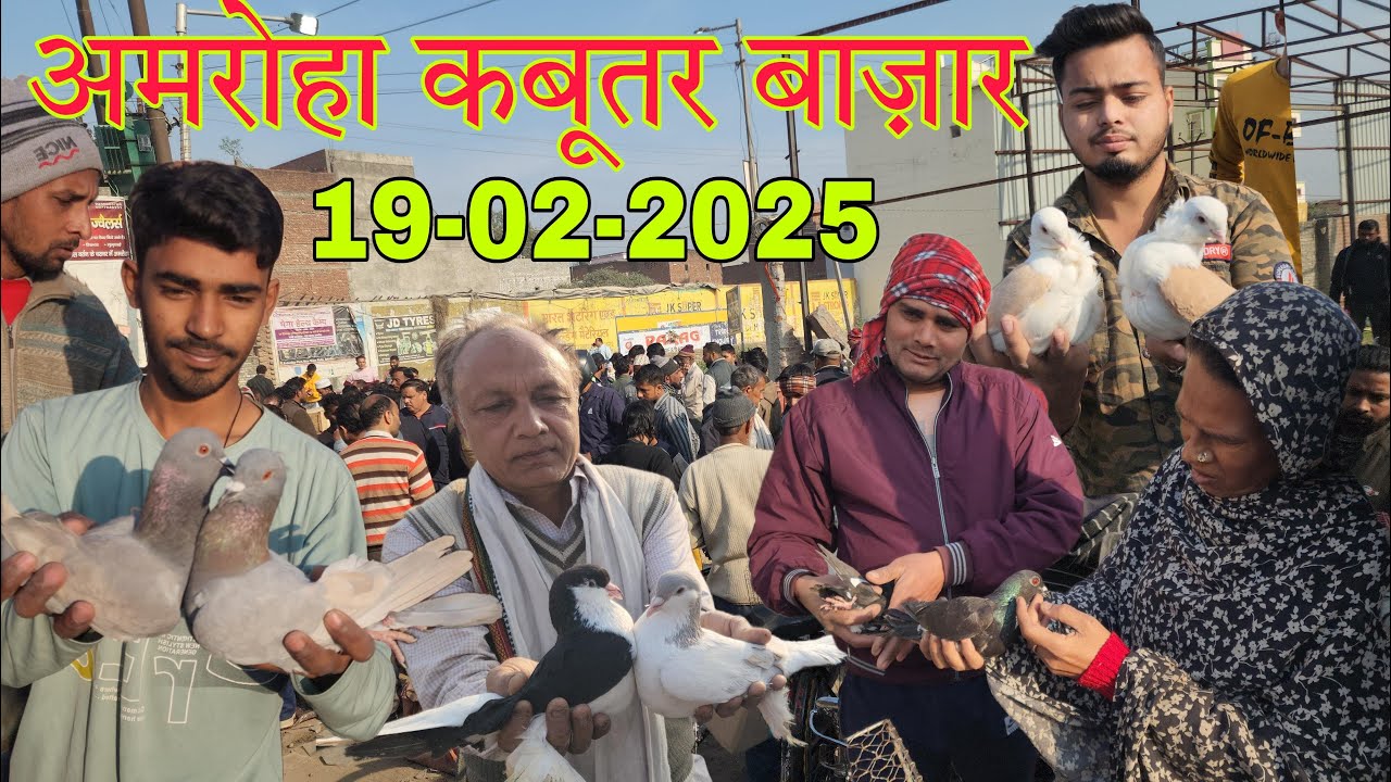 Amroha kabootar market 🕊️19-02-2025. अमरोहा कबूतर बाज़ार। Gola kabootar market