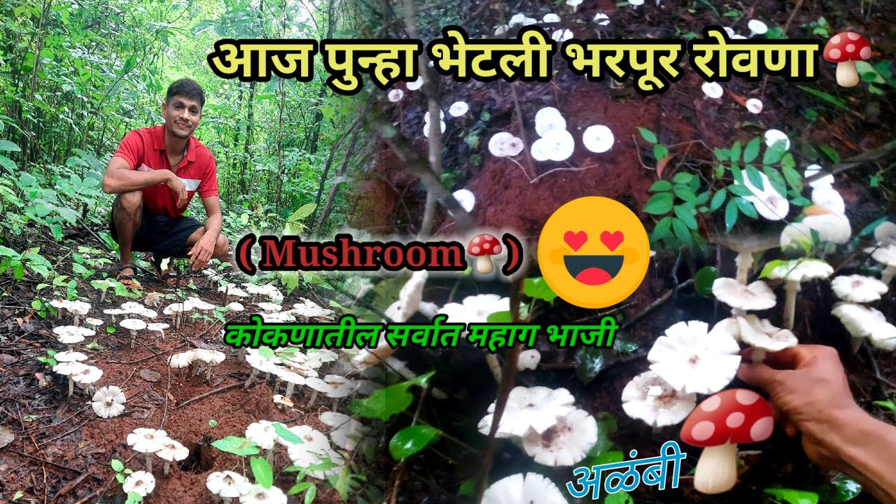 आज पुन्हा रानात भेटली भरपूर रोवणा🍄🤩|रोवणा-अळंबी|(🍄Mushroom vlog 2)|white gold|konkan vlog|