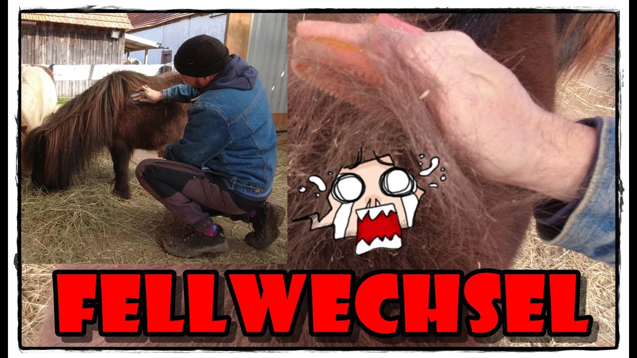 Fellwechsel Pferd - Pony - Curly - Hilfsmittel | Pferde Hoschi